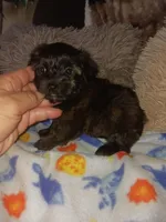 Tiger, a male Yorkshire Terrier for sale in Elizabeth, CO – Photo 3 of 8