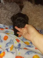 Tiger, a male Yorkshire Terrier for sale in Elizabeth, CO – Photo 5 of 8