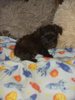 Tiger, a male Yorkshire Terrier for sale in Elizabeth, CO – Photo 8 of 8