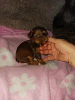 Misty, a female Yorkshire Terrier for sale in Menifee, CA – Photo 3 of 4