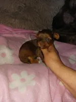 Misty, a female Yorkshire Terrier for sale in Menifee, CA – Photo 1 of 4