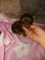 Misty, a female Yorkshire Terrier for sale in Menifee, CA – Photo 2 of 4