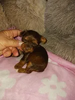 Misty, a female Yorkshire Terrier for sale in Menifee, CA – Photo 4 of 4