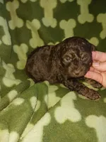 Smores, a male Poodle - Toy  for sale in Elizabeth, CO – 2 of 5