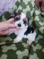Oreo, a male Yorkshire Terrier for sale in Elizabeth, CO – 4 of 5