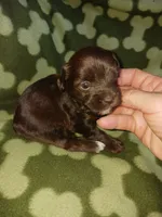 Hershy, a male Yorkshire Terrier for sale in Elizabeth, CO – 5 of 5