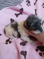 Marley, a female Poodle - Toy  for sale in Elizabeth, CO – 2 of 5