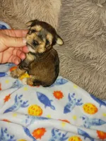 Sarge, a male Yorkshire Terrier for sale in Menifee, CA – Photo 3 of 3