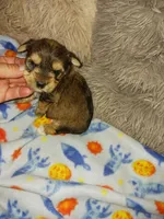 Sarge, a male Yorkshire Terrier for sale in Menifee, CA – Photo 2 of 3