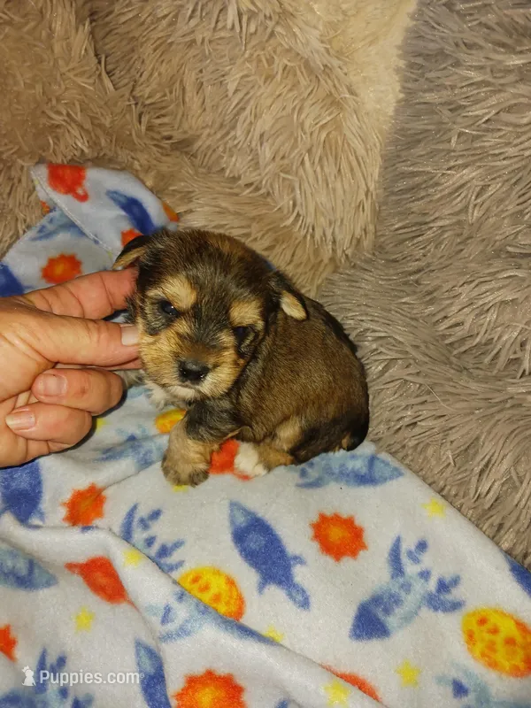 Sarge, a male Yorkshire Terrier for sale in Menifee, CA – Photo 1 of 3