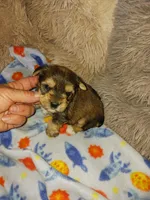 Sarge, a male Yorkshire Terrier for sale in Menifee, CA – Photo 1 of 3