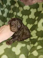 Smores, a male Poodle - Toy  for sale in Elizabeth, CO – 3 of 5