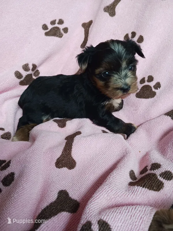 Sadie – Yorkshire Terrier puppy for sale in Elizabeth, CO