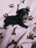 Sadie, a female Yorkshire Terrier for sale in Elizabeth, CO – 1 of 4