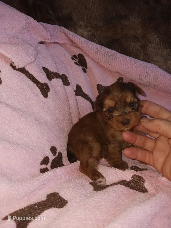 Carmella – Yorkshire Terrier puppy for sale in Elizabeth, CO