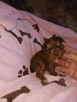 Carmella, a female Yorkshire Terrier for sale in Elizabeth, CO – 1 of 4
