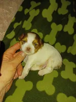 Sam, a male Yorkshire Terrier for sale in Elizabeth, CO – 2 of 5