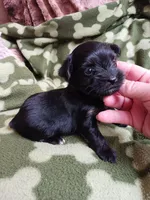 Midnight, a male Yorkshire Terrier for sale in Elizabeth, CO – 2 of 4