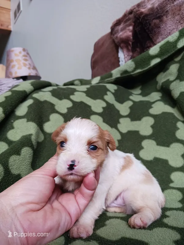 Cody – Yorkshire Terrier puppy for sale in Elizabeth, CO