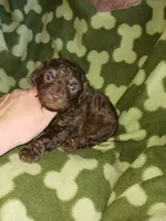 Smores, a male Poodle - Toy  for sale in Elizabeth, CO – 5 of 5