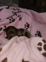 Marly, a female Yorkshire Terrier for sale in Elizabeth, CO – 3 of 3