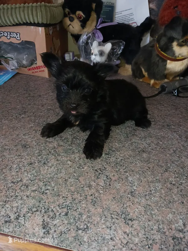 Sweetie – Yorkshire Terrier puppy for sale in Elizabeth, CO