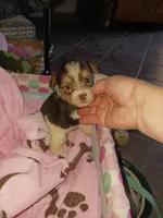 Cuddles, a female Yorkshire Terrier for sale in Elizabeth, CO – 3 of 3