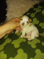 Bently, a male Yorkshire Terrier for sale in Elizabeth, CO – 4 of 4
