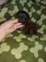 Brindle, a male Yorkshire Terrier for sale in Elizabeth, CO – 4 of 4