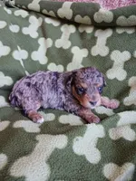 Merlin, a male Poodle - Miniature  for sale in Elizabeth, CO – 3 of 5