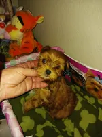 Baxter, a male Yorkshire Terrier for sale in Elizabeth, CO – 3 of 4
