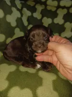 Hershy, a male Yorkshire Terrier for sale in Elizabeth, CO – 2 of 5