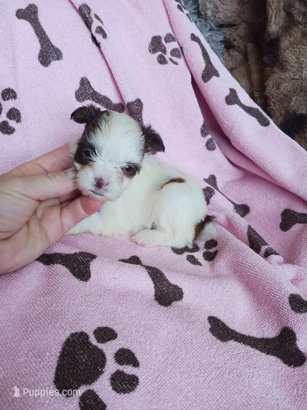 Sweetie – Yorkshire Terrier puppy on hold in Elizabeth, CO