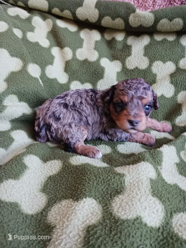 Merlin – Poodle - Miniature  puppy for sale in Elizabeth, CO