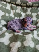 Merlin, a male Poodle - Miniature  for sale in Elizabeth, CO – 1 of 5