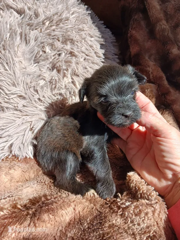 Sweetie – Yorkshire Terrier puppy for sale in Elizabeth, CO