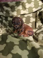 Jake, a male Poodle - Toy  for sale in Elizabeth, CO – 3 of 4