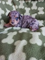 Merlin, a male Poodle - Miniature  for sale in Elizabeth, CO – 4 of 5