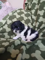 Domino, a male Poodle - Toy  for sale in Elizabeth, CO – 2 of 5