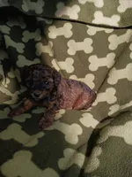 Jake, a male Poodle - Toy  for sale in Elizabeth, CO – 4 of 4