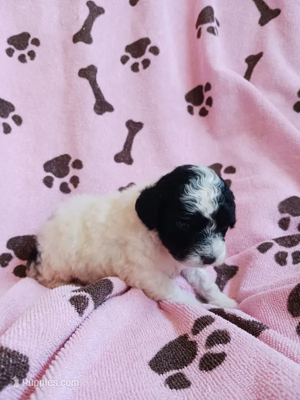 Bella – Poodle - Toy  puppy for sale in Elizabeth, CO