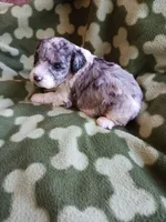 Melvin, a male Poodle - Miniature  for sale in Elizabeth, CO – 3 of 4