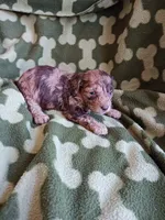 Merlin, a male Poodle - Miniature  for sale in Elizabeth, CO – 3 of 3