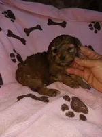 Sable, a female Poodle - Miniature  for sale in Elizabeth, CO – 1 of 4