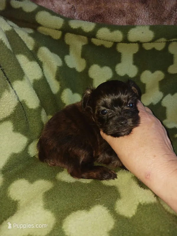 Brindle – Yorkshire Terrier puppy for sale in Elizabeth, CO