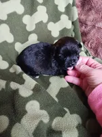 Cooper, a male Yorkshire Terrier for sale in Elizabeth, CO – 1 of 3