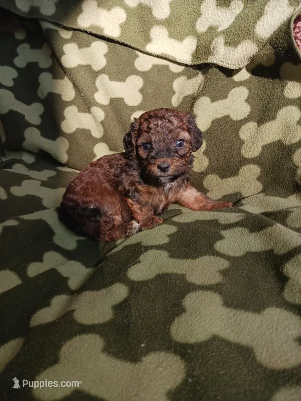 Jake – Poodle - Toy  puppy for sale in Elizabeth, CO