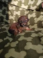 Jake, a male Poodle - Toy  for sale in Elizabeth, CO – 1 of 4