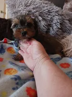Sarge, a male Yorkshire Terrier for sale in Elizabeth, CO – Photo 2 of 4