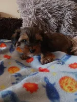 Sarge, a male Yorkshire Terrier for sale in Elizabeth, CO – Photo 3 of 4